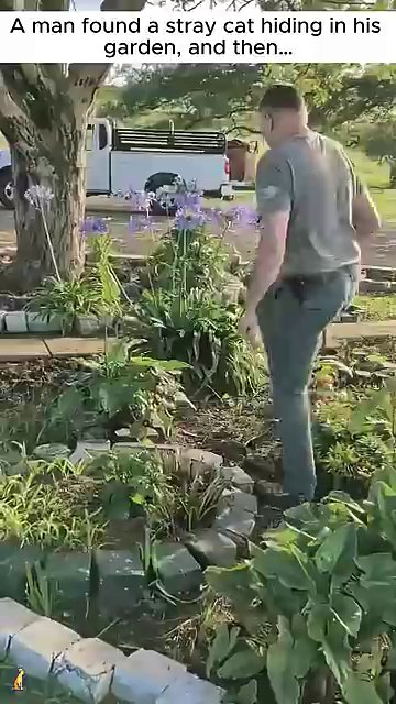The man walking through his garden, scanning the ground near the plants and tree.