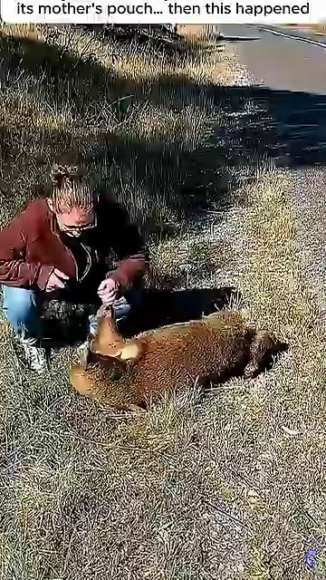 A rescuer’s hand gently supports the tiny wombat, who lies vulnerable on her back in the grass.