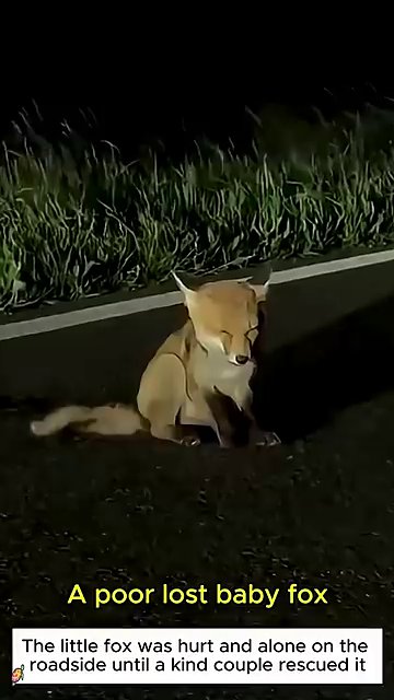 A rescuer gently cradles the injured fox cub, supporting its weight with careful hands.