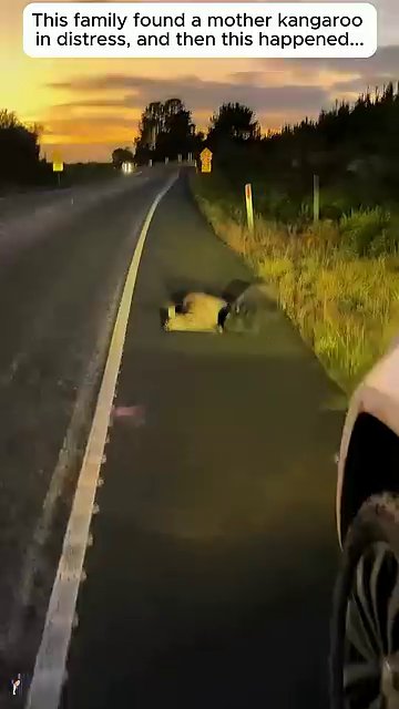 The adult kangaroo lying on the roadside as the sun sets behind the trees.