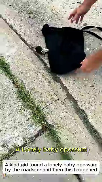 A woman carefully feeds the baby opossum with a syringe, holding it steady in a cloth.