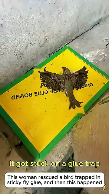 A small brown and black bird lies stuck on a yellow and green glue trap, wings splayed against the adhesive.