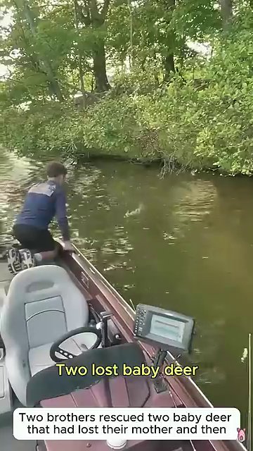 A small boat moves slowly across calm water, the rescuer scanning the shoreline for the stranded fawns.