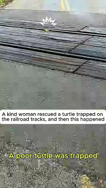 A small turtle sits alone on a railroad track, surrounded by gravel and steel rails.