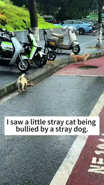 A tiny kitten sits alone near the curb, with parked scooters and cars in the background.