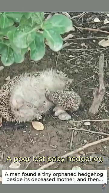 A person gently places the curled hedgehog into a cardboard box, their hand and leg visible against a natural backdrop.