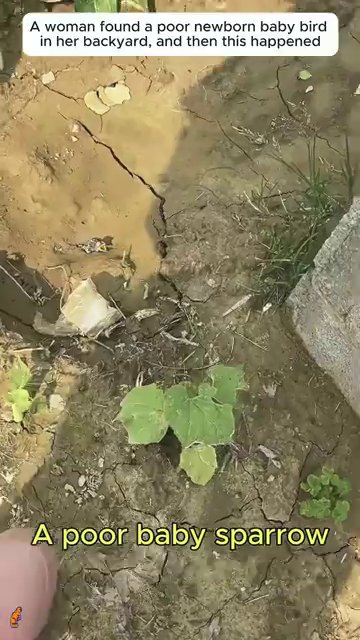 The newborn sparrow lying on dry, cracked earth, barely visible among the twigs and pebbles.