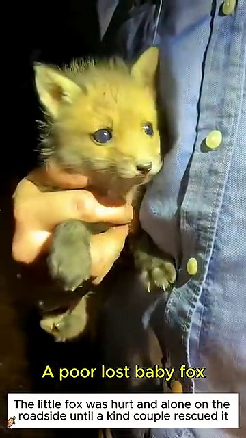 A gloved hand gently stabilizes the fox’s paw while medication is prepared.