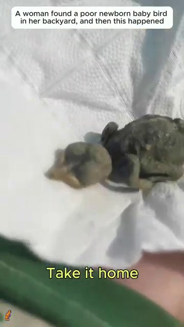 The baby bird resting on a white tissue, placed on a green surface indoors.