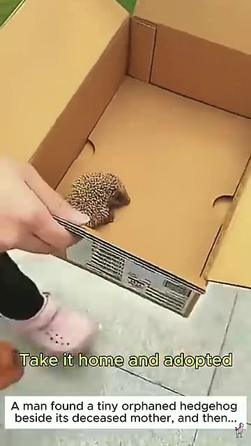 An adult cat gently licks and nuzzles the baby hedgehog, which lies calmly on a soft surface.