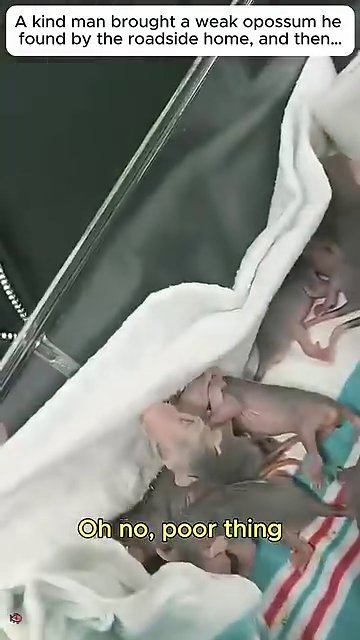 A single baby opossum, pink and fragile, rests in a gloved hand. Its tiny ears and closed eyes show how young it is.