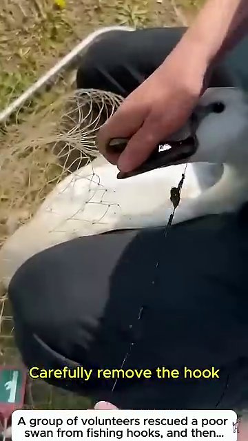 A close-up of the rescue effort, with the hook being carefully removed from the swan’s beak.