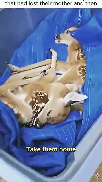 Two spotted fawns lie curled together in a blue container, their legs tucked beneath them as they rest after the rescue.