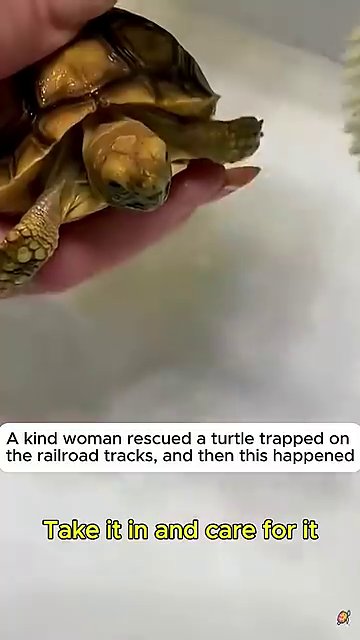 The turtle rests in an open palm, its shell covered in dirt and its body still damp from exposure.