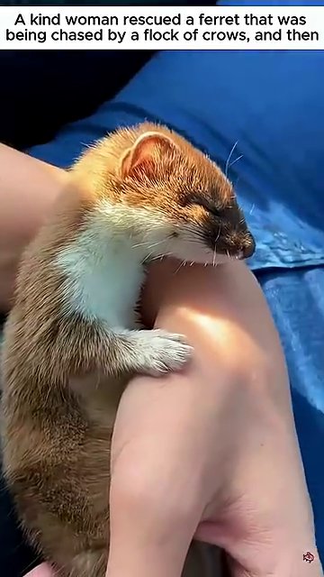 A gloved hand carefully cleans the ferret’s fur while the animal remains calm and vulnerable.