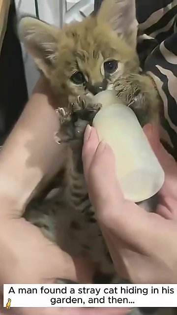 The small, wet kitten being held gently while drinking milk from a bottle.