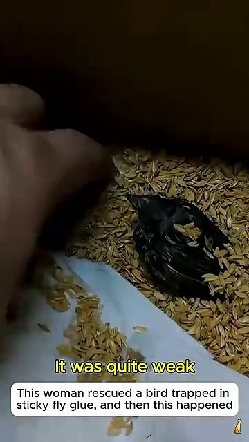 The bird, now held gently in a rescuer’s hand, is fed a small amount of yellow food from a spoon.