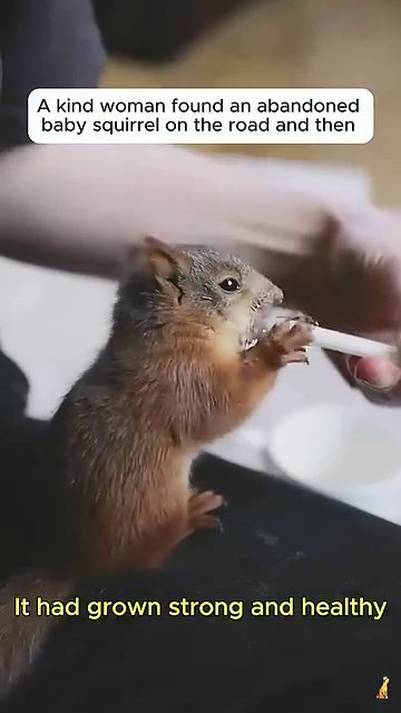 The squirrel stands on a white floor, looking directly at the camera with bright, healthy eyes.