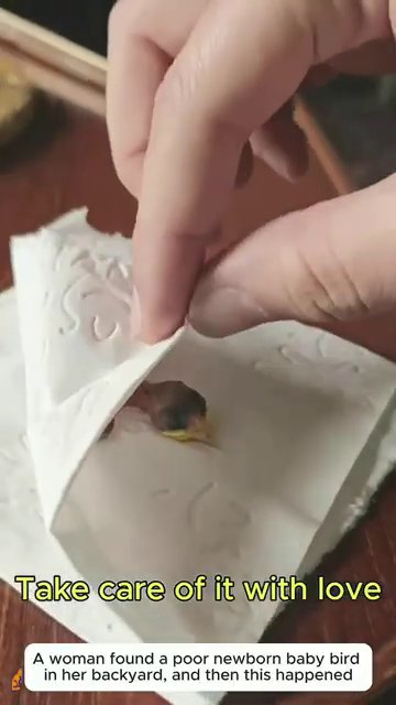 The bird, slightly larger, sitting on a person’s hand with its eyes now open and more feathers visible.