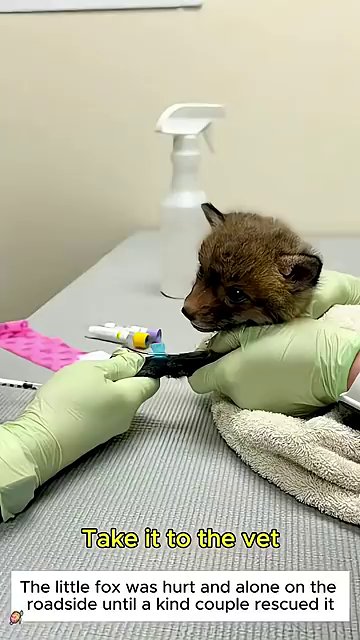 The fox cub sits upright on a tiled kitchen floor, alert and beginning to explore its surroundings.