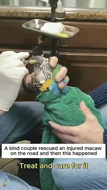 A gloved hand gently treats the macaw’s beak while the bird is wrapped in a green towel for safety and comfort.