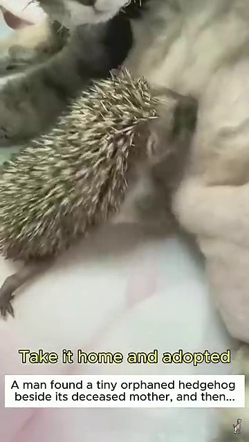 The tiny hedgehog lies curled and still on the forest floor, its eyes closed and quills not yet developed.
