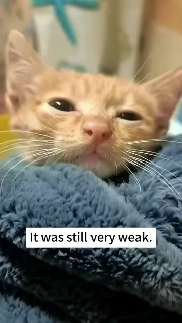 The kitten rests on a purple blanket in a clinic cage, with an IV line providing fluids and medication.