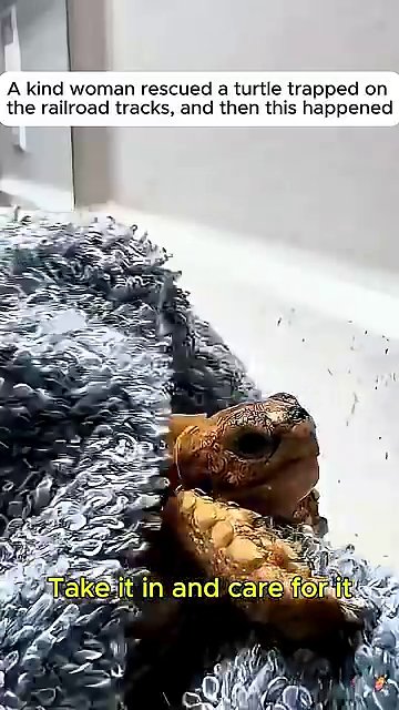 Water splashes around the turtle as it sits in a shallow bath, beginning the cleaning process.