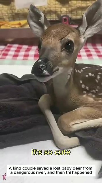 A caregiver feeds the fawn, holding the bottle gently as the deer drinks.