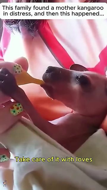 Feeding the joey from a spoon, a careful and repeated act of nurture.
