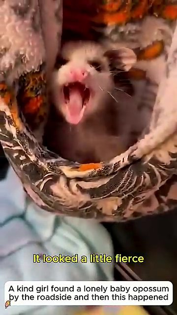 The opossum, now stronger, stands on its hind legs and reaches toward its rescuer.