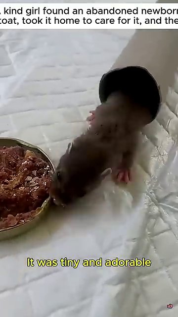 A playful moment with a brown, inflatable toy shows the stoat's growing energy and trust in its human caregiver.