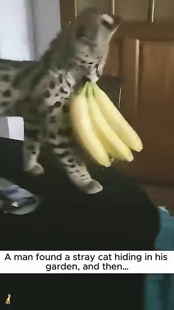 The cat peeking into a trash can indoors, showing its natural curiosity.