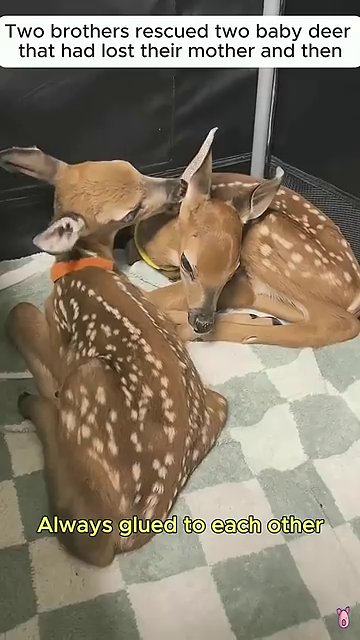 The fawns rest on a green and white checkered blanket, one fawn's head resting gently on the other's body.