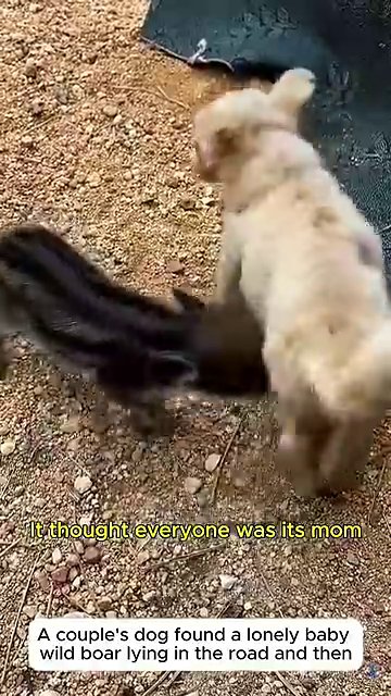 The baby boar gently sniffs a human hand, a sign of growing trust and comfort.