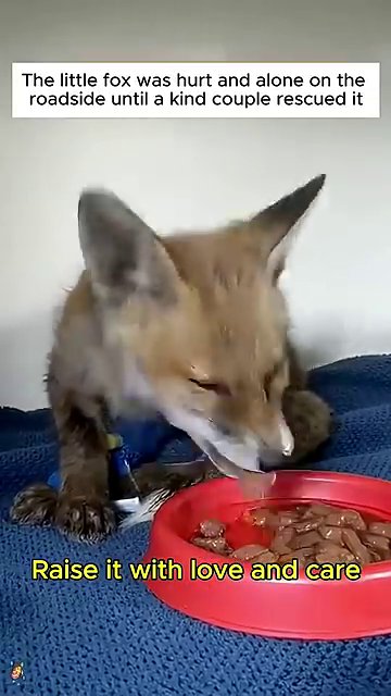 The fully recovered fox cub engages in playful behavior, a clear sign of healing and well-being.