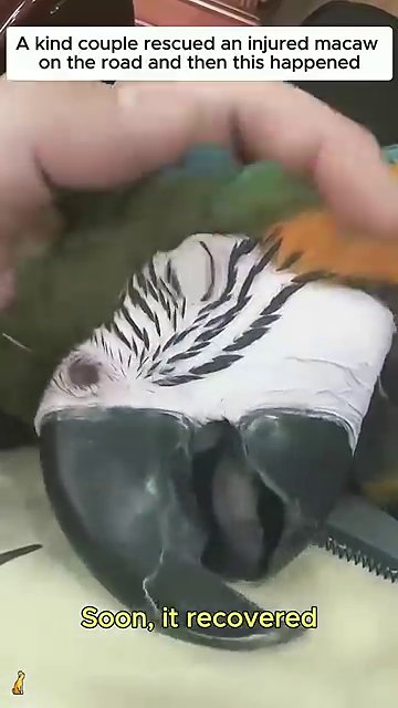 The macaw holds a small piece of material near its beak, a sign of returning appetite and curiosity.