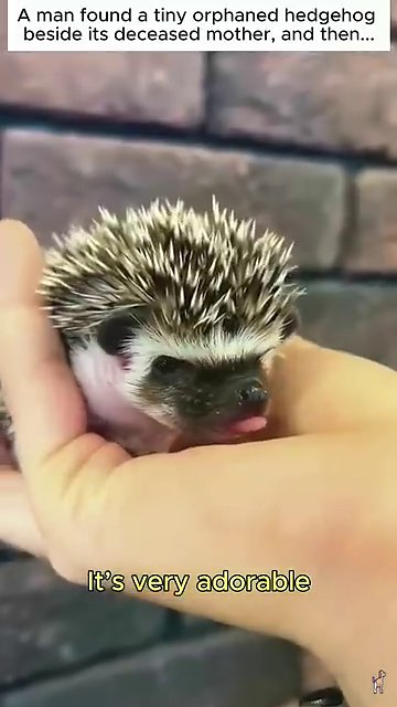 The hedgehog sits in a small white sink surrounded by warm water and soap bubbles, its quills standing upright.