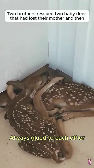 A tan dog sits calmly beside a fawn as the two touch noses in a gentle moment of cross-species connection.