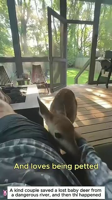 A man sits beside the fawn, gently petting it as the deer rests calmly.