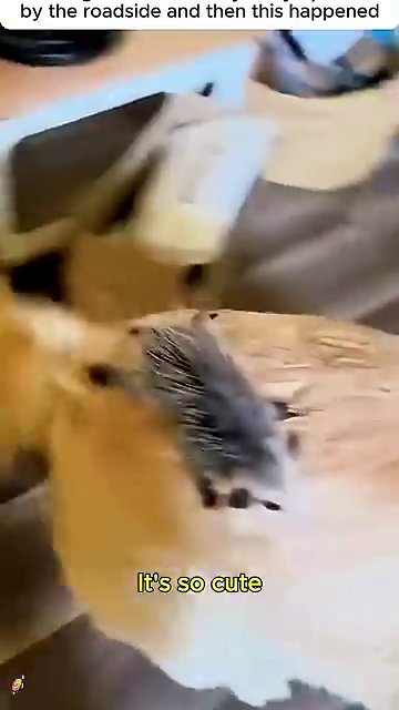 The opossum explores a new environment, showing curiosity and growing independence.