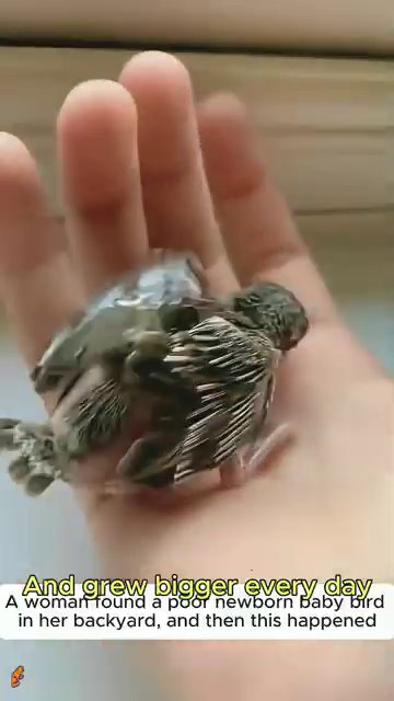 The fully grown bird standing on grass or dirt, looking around in its natural habitat, ready for release.