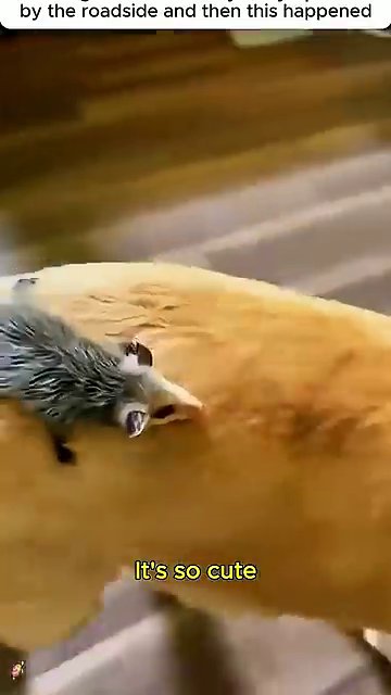 The opossum, now healthy and alert, stands confidently on a soft surface.