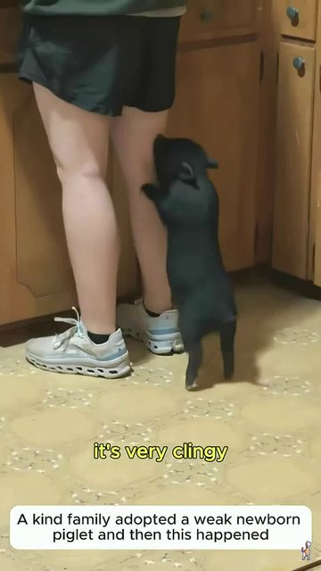 The piglet, now visibly stronger, moves confidently across a clean indoor space with a healthy, curious posture.