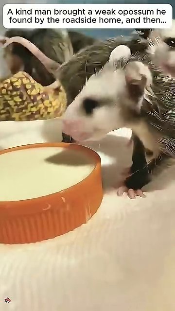 Juvenile opossums, now fully furred, explore their enclosure. They move with the clumsy confidence of growing youngsters.