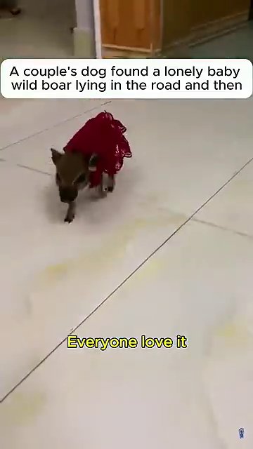 The boar, still in its red garment, explores a human hand, a moment of connection between species.