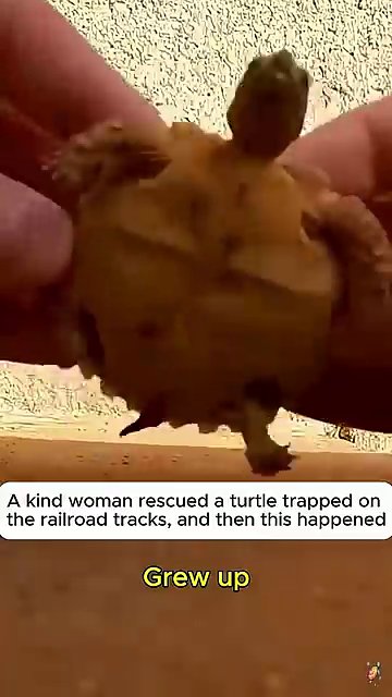 A larger turtle is held gently in someone’s hands, clearly bigger and healthier than when it was first rescued.