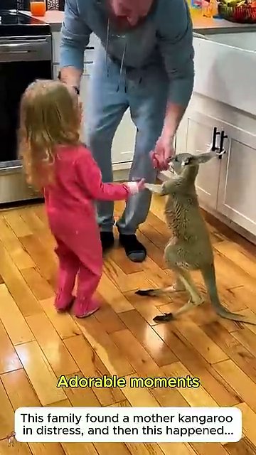 The joey eagerly eating a tomato, a sign of growing health and trust.