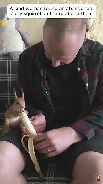 The squirrel sits near an open window or door, looking out at the trees, clearly interested in the world beyond.