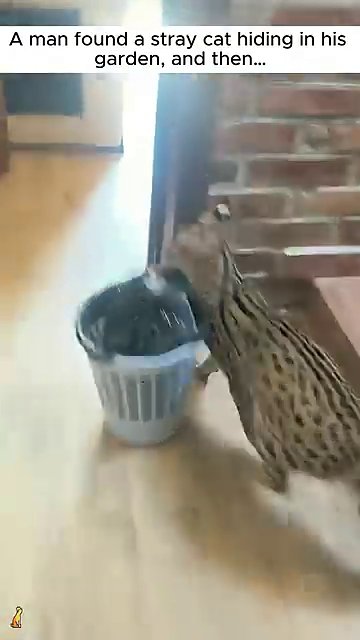 The now-larger kitten batting at a bunch of bananas on the floor, clearly playful and curious.